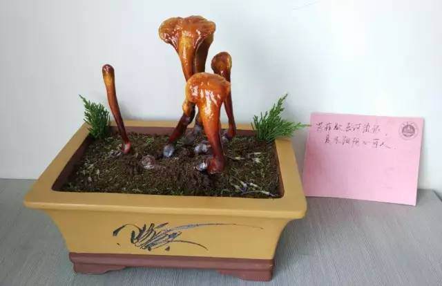 灵芝盆景设计大赛向你发送了一份邀请函【图】