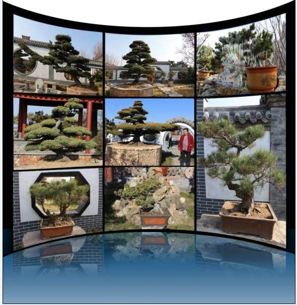 小盆景做成大产业&mdash;&mdash;记临沂市润松园园林有限公司董事长