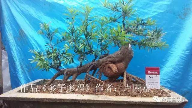 融水盆景协会2017年网络盆景展【多图】