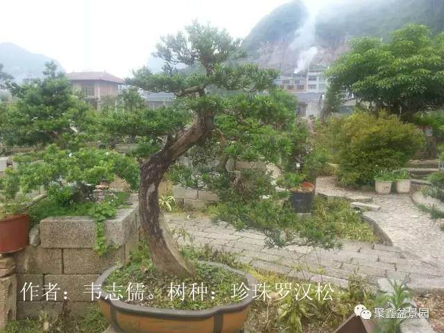 融水盆景协会2017年网络盆景展