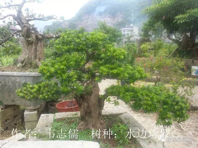 融水盆景协会2017年网络盆景展