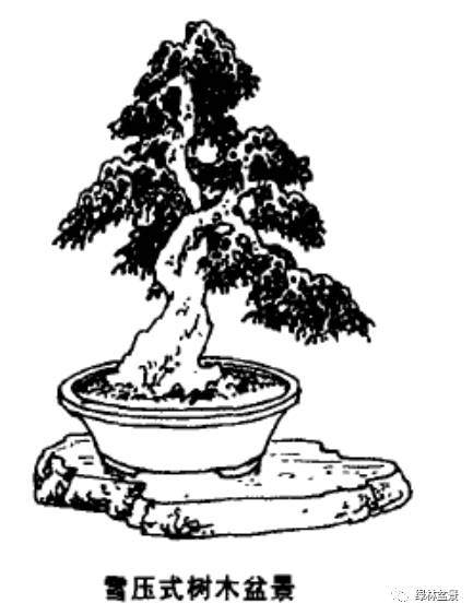 图解 怎么制作风动式树木盆景的方法