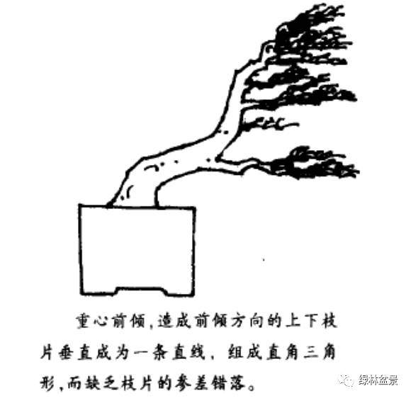 图解 怎么制作风动式树木盆景的方法