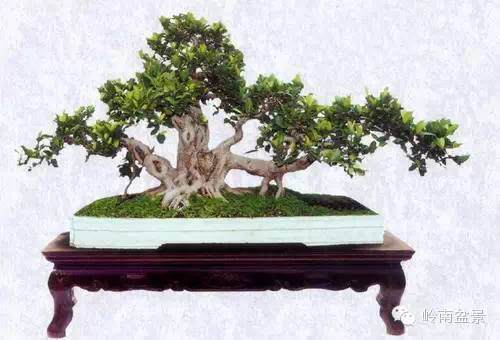 成立于1989年的广西盆景艺术家协会 图片