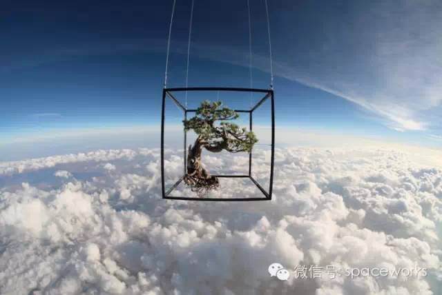 日本五针松盆景进入太空了【图】
