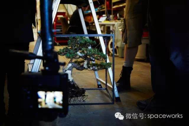 日本五针松盆景进入太空了【图】