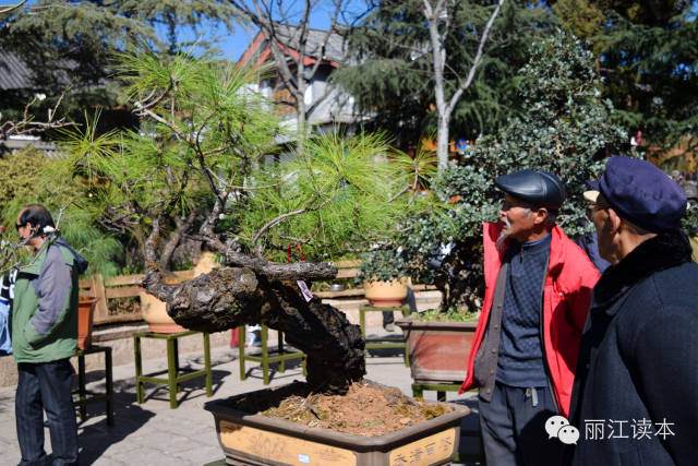 丽江古城盆景展开幕喽 走起 去看获金奖盆景长啥样 图片