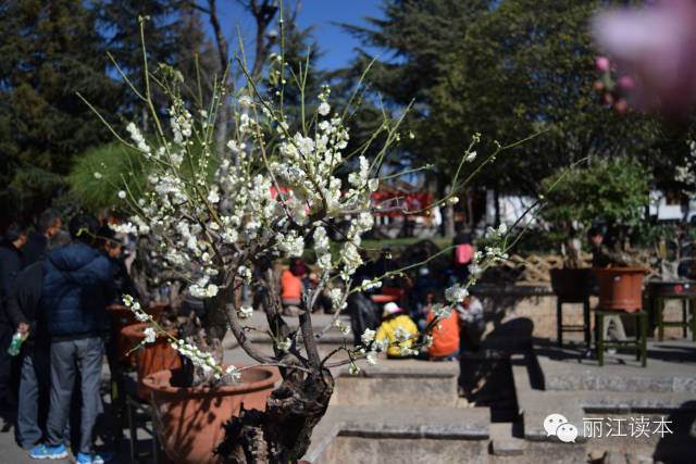 丽江古城盆景展开幕喽 走起 去看获金奖盆景长啥样 图片