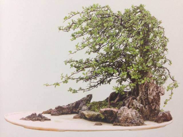 联盟核心成员国际盆景大师刘传刚作品赏析多图