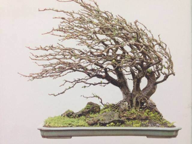 联盟核心成员国际盆景大师刘传刚作品赏析多图