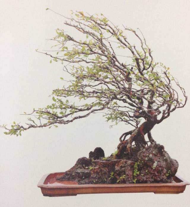 联盟核心成员国际盆景大师刘传刚作品赏析多图