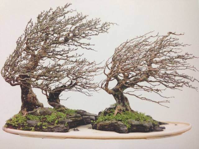 联盟核心成员国际盆景大师刘传刚作品赏析多图