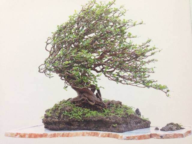 联盟核心成员国际盆景大师刘传刚作品赏析多图