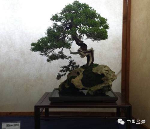 罗马第七届秋季盆景展作品欣赏多图