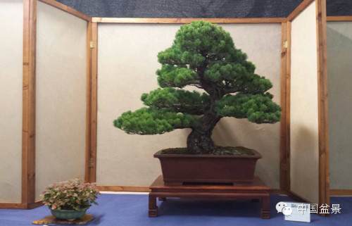 罗马第七届秋季盆景展作品欣赏多图