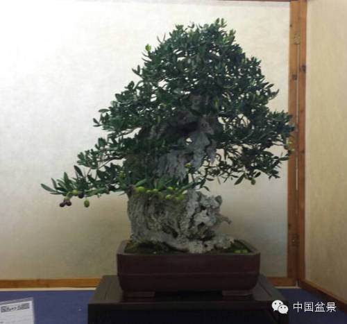 罗马第七届秋季盆景展作品欣赏多图