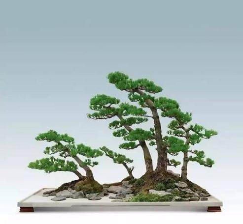 今天《百姓故事》邀您一起走进吴海林的盆景世界