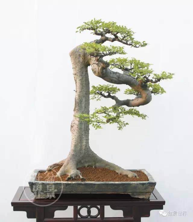 包容务实大众创新 -说说岭南盆景 图片