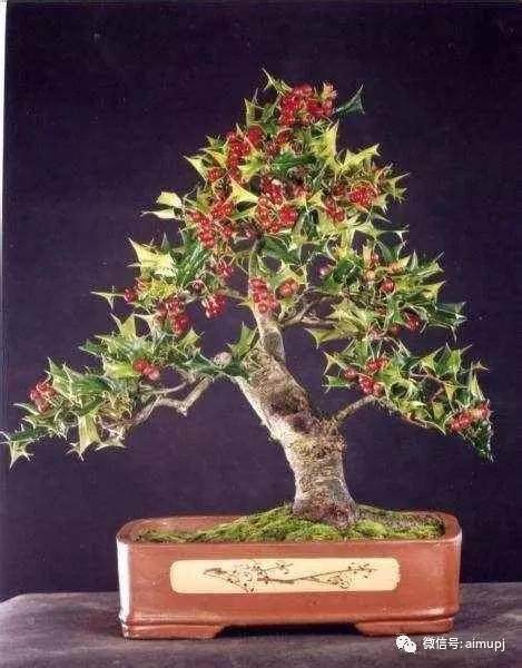 枸骨盆景的施肥与修剪【图】