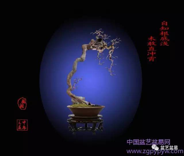 树坯设计效果图在盆景制作中有什么作用