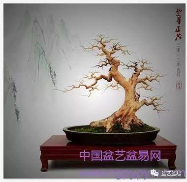 树坯设计效果图在盆景制作中有什么作用