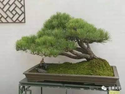 树桩盆景怎么 种植制作的方法