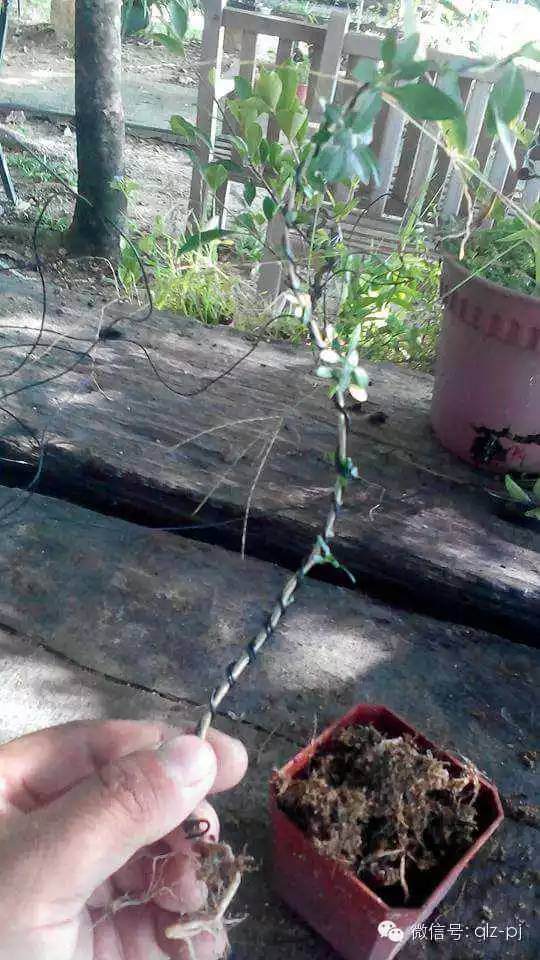 青龙盆景的起式--扦插繁殖法培育【图】