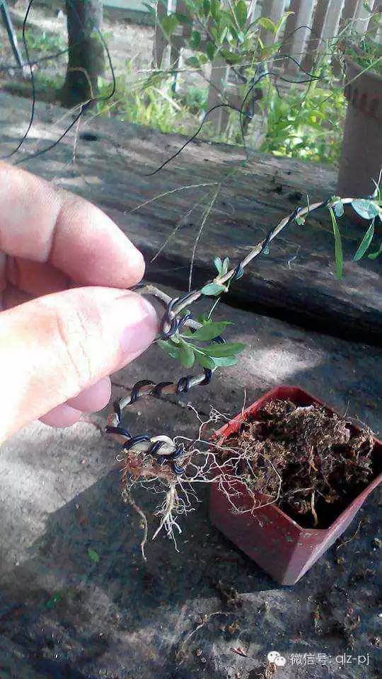 图解 青龙盆景怎么扦插繁殖的方法