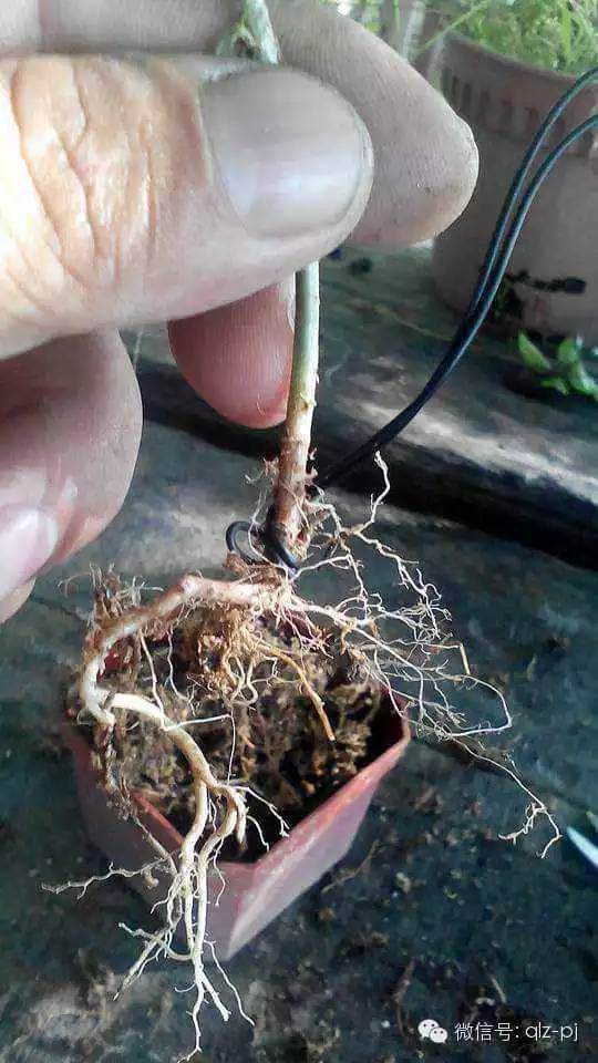 图解 青龙盆景怎么扦插繁殖的方法