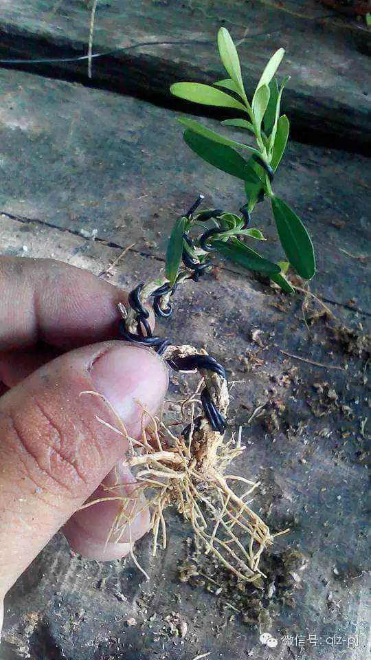 图解 青龙盆景怎么扦插繁殖的方法