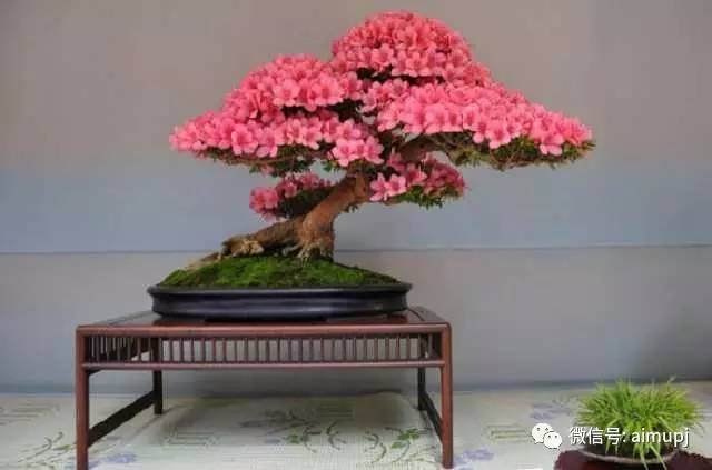 杜鹃盆景怎么选盆用土的方法