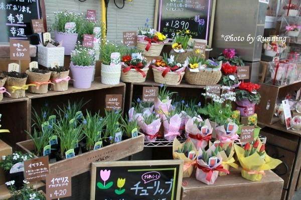 空闻师傅:盆栽在风水中的作用【图】