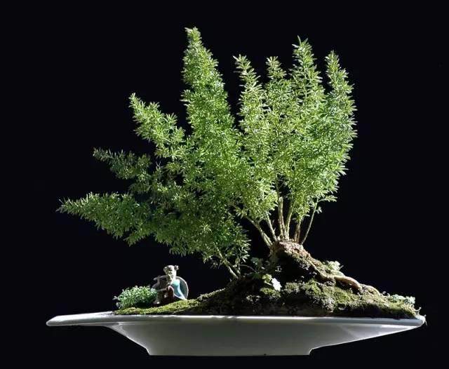 天门冬盆景制作方法【图】