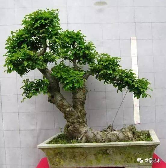 榆树盆景养护管理技术【图解】