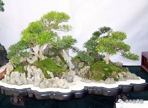 简单三步制作水旱盆景【图解】