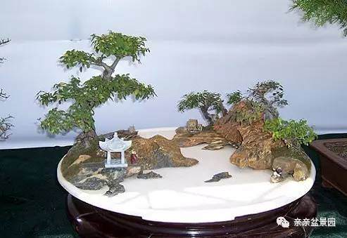 简单三步制作水旱盆景【图解】