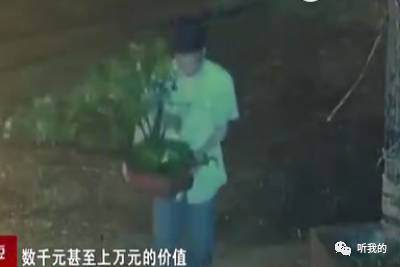 开着豪车偷盆景？嫌疑人竟然是&hellip;&hellip;【图】
