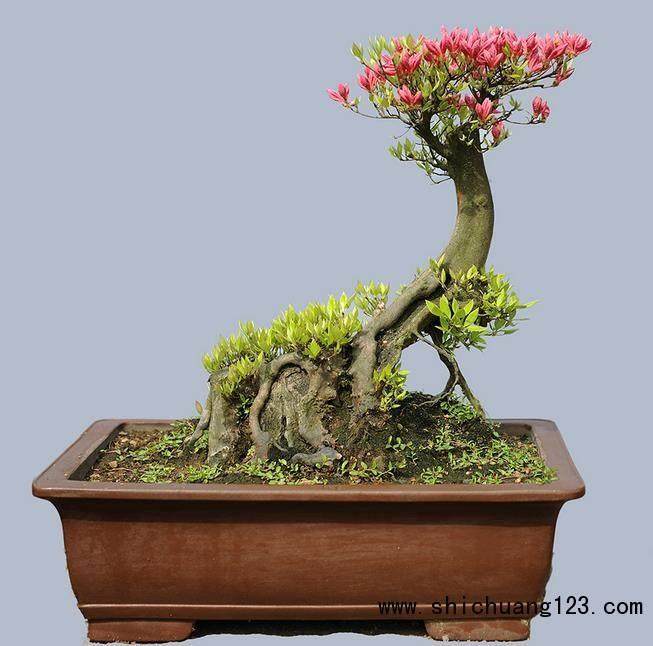 上海植物园技师获选中国盆景高级艺术师【图】