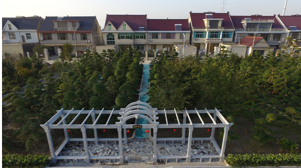 如皋盆景美了村庄 致富了村民 图片