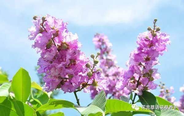 紫薇盆景怎么造型？【图】