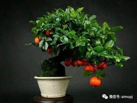 金弹子盆景夏季主要病虫害【图】