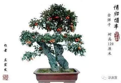 如何才能玩好盆景？【图】