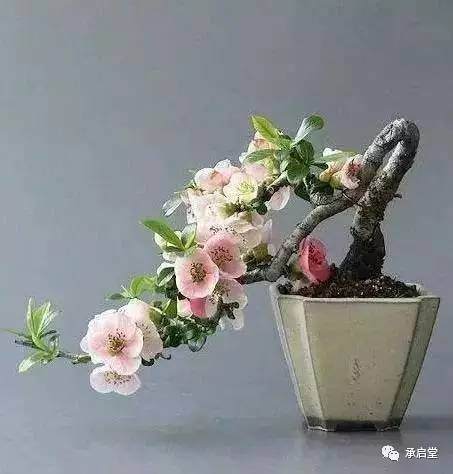 如何才能玩好盆景?【图】