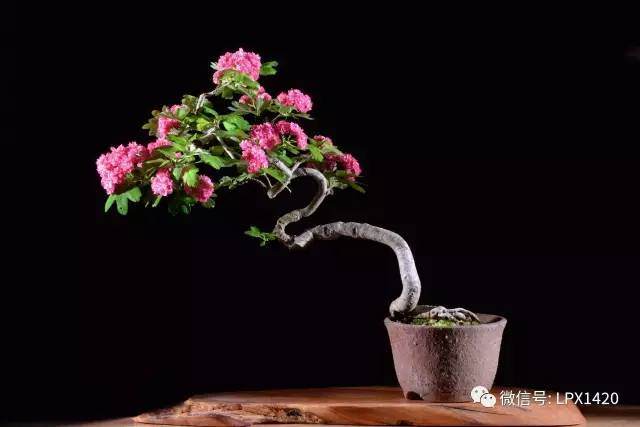 开红花的山楂盆景你见过吗？【图】