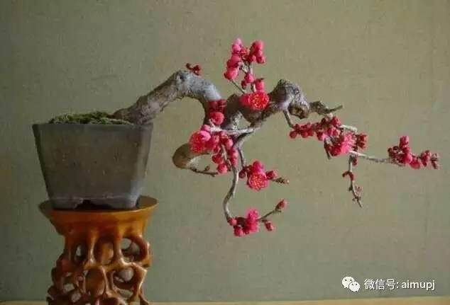 用这些方法改良盆景土壤问题,配上先进浇灌设备【图】