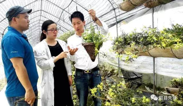 张超:回乡创业种植石斛盆景【图】