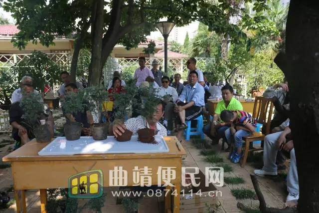 龙潭公园开展山水盆景培训活动【图】