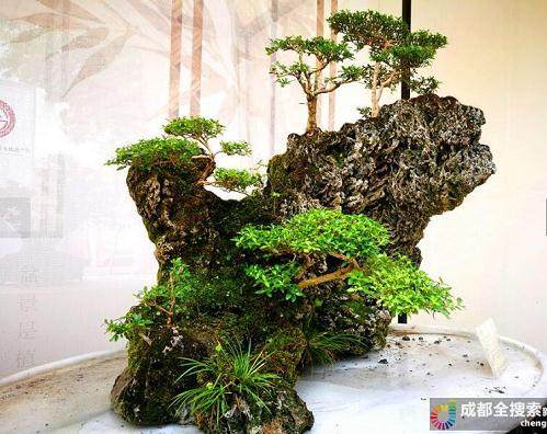 盆景技艺亮相第六届中国成都国际非遗节【图】