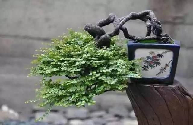 盆景浇水为什么要见干见湿?【图】