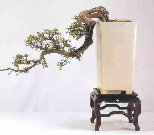 盆景浇水为什么要见干见湿?【图】